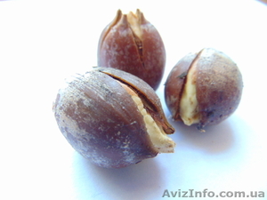  Желуди дуба стратифицированые #1538153