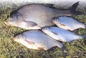 Продам свежемороженую  рыбу.  #1538572