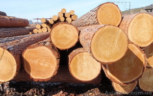 Пиловочник сосны #1531953