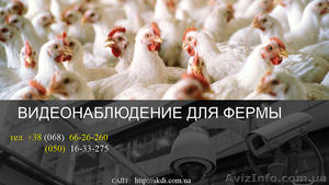 Установить видеонаблюдение на птицеферме #1532717