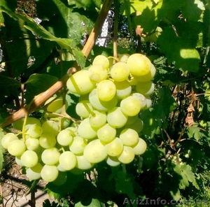 Обрезка сада,  виноградника,  уход,  посадка,  консультации #1533095