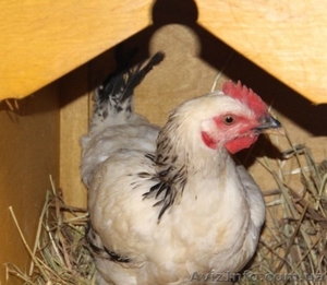 серебристый адлер #1543255