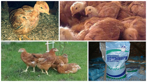 подрощенные цыплята ред бро,  фокси чик,  испанка #1542903