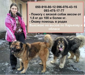 Профессиональный инструктор по вязке собак в Харькове #1544971