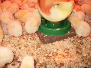 бройлер кобб 500 #1539913