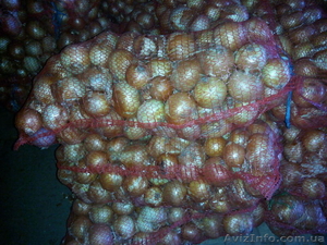 Продам лук репку. #1541246