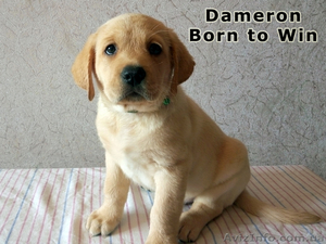 Кобель Лабрадор ретривер,  Dameron питомника Born to Win #1542949