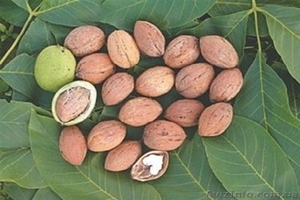 Продажа саженцев плодовых деревьев  #1546571