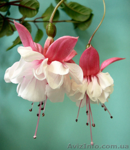 Продам укорененные черенки фуксии махровой #1543289