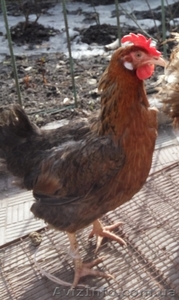 Добова та підрощена курочка яєчної породи #842333