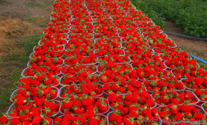 Пластиковая пинетка для малины 1, 0 кг #1542680