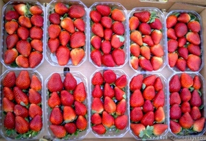 Пластиковые боксы для ежевики 0, 5 кг #1542679