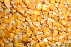 Продам пшеницу, кукурузу #1502900