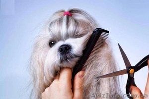 Стрижка собак и кошек любой породы. Выезд на дом Бесплатно #1546507