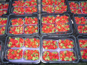 Сезонная работа для женщин и мужчин в Украине #1547144