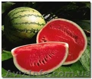 Продам свежие овощи и фрукты #1546417