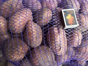 Продаем посадочную картошку разных сортов ОПТОМ #1540850