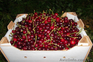 Картонный лоток под клубнику, малину, черешню, персик, виноград #1542636