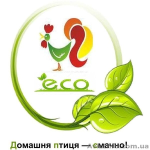 Продам бройлеров живым весом или тушкой #1547134