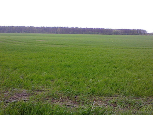 Продаётся 29 га-ОСГ в Новосёлках Макаровского района. #1545334