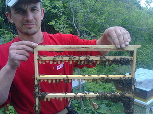 Бджолине маточне молочко,  пилок,  мед #1540263