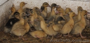 утята голубой фаворит ,  мулард #1542686