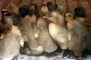 утята голубой фаворит #1542559