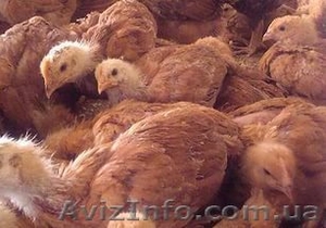 подрощенные цыплята #1542283