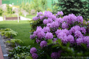 Уход за садом,  озеленение,  услуги садовника,  посадка и обрезка деревьев #1546524