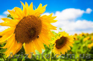 Посівний матеріал НЕО #1547218