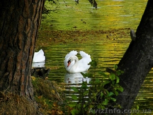 Экскурсия в Качановку #1546594