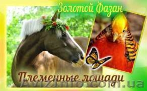 Жашковский конный завод #1546623