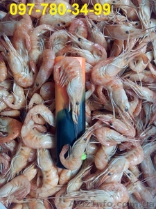 продается гамуз креветка  #1552130