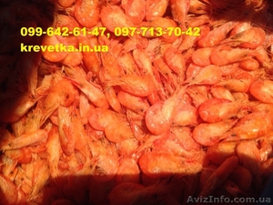 Сушенная черноморская креветка  #1552133