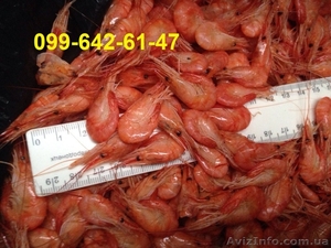 Средня креветка  #1552136