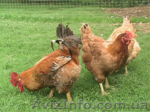 цыплята ред бро #1549860