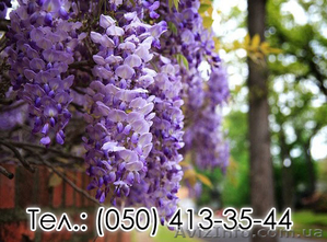 Саженцы Вистерии,  Глицинии почтой оптом и в розницу #1551527