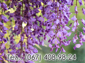 Акция на саженцы Глицинии Вистерии и Тюльпанового дерева #1551503