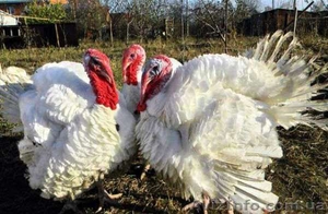 индюшата бройлеры БИГ 6 #1552572