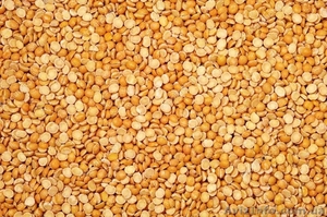 Куплю сою и не кондицию #1547940