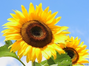 Магазин семян,  средств защиты растений,  удобрений #1554600