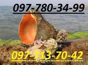 продается рапана, рапан  #1552131