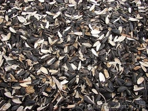 Куплю отход семечки #1547941