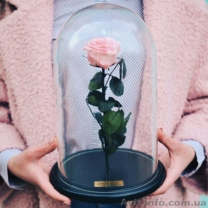 Роза под куполом #1552426