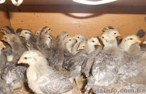 борковская цветная #1553134