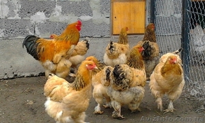 Инкубационное яйцо кур породы Брама жёлтый чёрно колумбийский окрас. #1035802