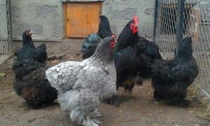 Инкубационное яйцо кур породы кохинхин(чёрный-голубой) #1052615