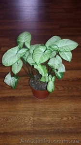 Сингониум кустовой Пикси #968789