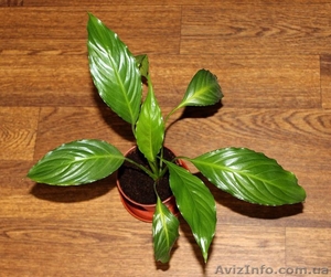 Спатифиллум (крупный сорт) #968785