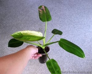 Тайский сортовой филодендрон 